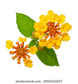 The flowers of the tropical plant Lantana camara isolated on white - Powered by Shutterstock