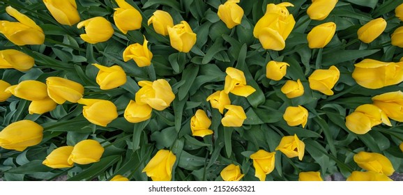 Flowers Tulip Field Background - Top View Of Yellow Blooming Tulips In Spring 