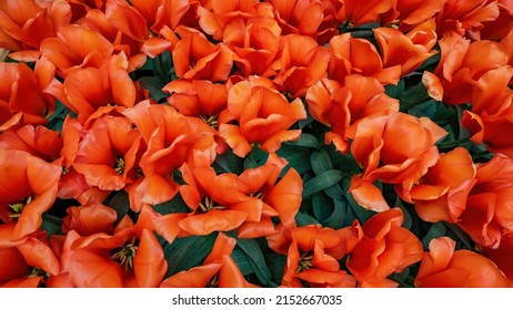 Flowers Tulip Field Background - Top View Of Red Blooming Tulips In Spring 