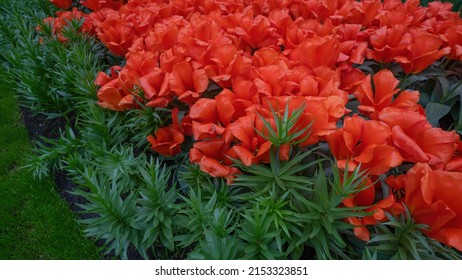 Flowers Tulip Field Background - Top View Of Red Blooming Tulips In Spring 