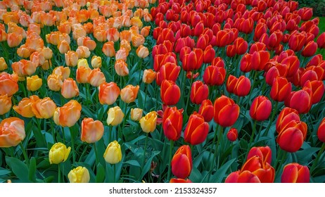 Flowers Tulip Field Background - Top View Of Red Orange Blooming Tulips In Spring 