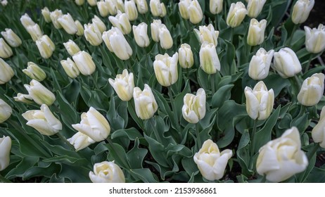 Flowers Tulip Field Background - Top View Of White Blooming Tulips In Spring 