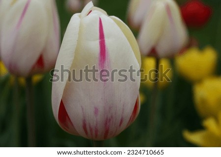 flowers tulips fest Albany New York