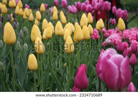 flowers tulips fest Albany New York
