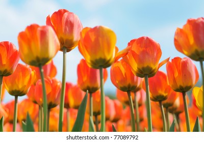 flowers tulips orange color to the sky background