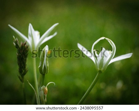 Flowers, twin, nature, wild, close up, macro