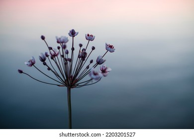 Flowers of the umbrella susak (Butomus umbellatus) on the background of a pond in the morning. Umbellate inflorescence of susaka. Pink blooming aquatic plant. Minimalism. Coastal aromas. - Shutterstock ID 2203201527