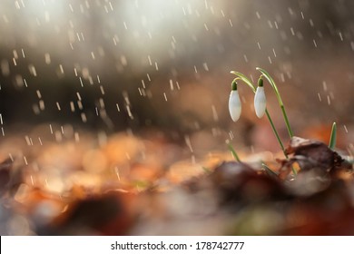 Flowers Under Sweet Rain Natural Backgrounds Stock Photo Edit Now