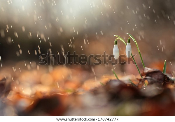 Flowers Under Sweet Rain Natural Backgrounds Stock Photo Edit Now