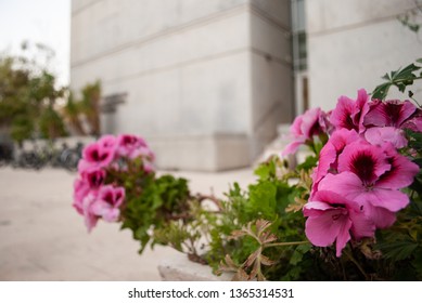 Flowers At The University, Life Sciences Building 