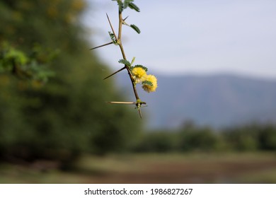 Flowers Of Vachellia Nilotica, Acacia Nilotica, Babhul Tree, India