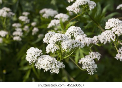 Flowers of Valeriana Officinalis or Valerian plant, used to treat insomnia in herbal medicine, in the herbs garden at summer.