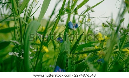 Flowers of various colors have bloomed in the crop fields of Bangladesh. White coriander flower, yellow mustard flower, blue pea flower blooming on green background.