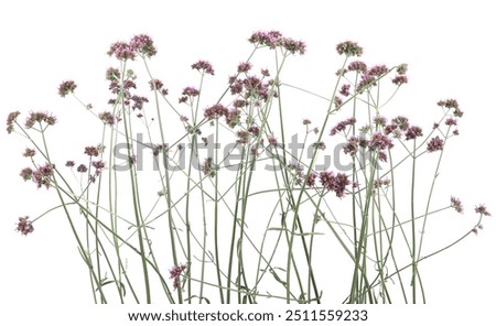 Similar – Image, Stock Photo Garden verbena in a flower box