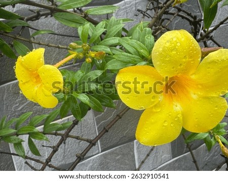 Flowers are the vibrant, often fragrant reproductive structures of flowering plants, symbolizing beauty, life, and renewal.
