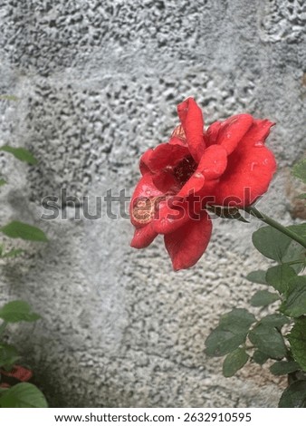 Flowers are the vibrant, often fragrant reproductive structures of flowering plants, symbolizing beauty, life, and renewal.
