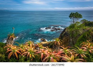 Flowers And View Of The Pacific Ocean, At Crescent Bay Point Park, In Laguna Beach, California.