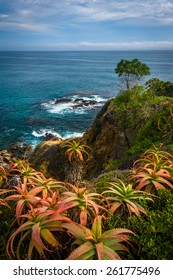 Flowers And View Of The Pacific Ocean, At Crescent Bay Point Park, In Laguna Beach, California.