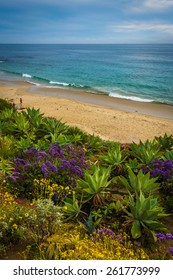 Flowers And View Of The Pacific Ocean, At Heisler Park, In Laguna Beach, California.