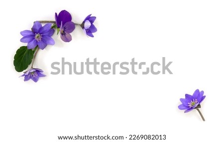 Flowers viola tricolor ( pansy ) and blue flowers hepatica ( liverleaf or liverwort ) on a white background with space for text. Top view, flat lay