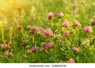 Flowers of violet clover Trifolium repens.The plant is edible, medicinal. Grown as a fodder plant - Shutterstock ID 2188650143