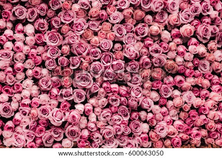 flowers wall background with amazing roses