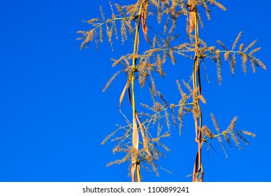 Flowers Of Washington Palm Tree (Mexican Fan Palm,Washingtonia Robusta) Against Blue Sky.Tropical Summer Background.