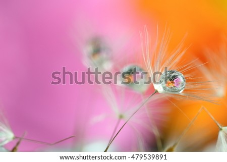 Foto Bild Herbstmohn Natur Pflanze