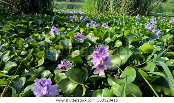 The flowers of water hyacinth purple lined up\
according to the field.
