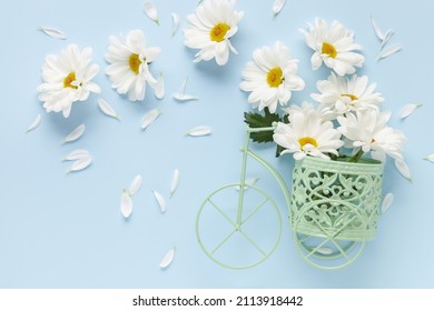 Flowers white chrysanthemums fly out from bicycle bascet on blue background. Romanitic concept for Valentines Day, womens or mothers Day. 8 March. Top view