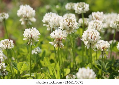 Flowers of white clover (Trifolium repens) plant in green summer meadow