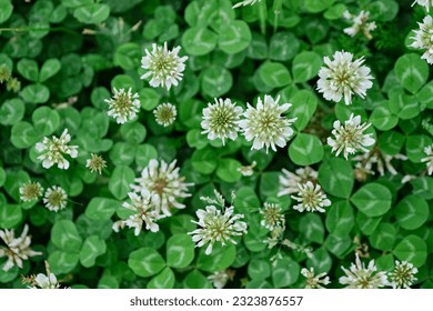 Flores de trébol blanco Trifolium repens.La planta es comestible, medicinal. Crecer como planta de forraje. Enfoque selectivo
