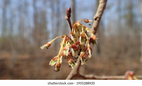 Flowers Of White Elm (Ulmus Americana) In Spring Forest