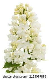 Flowers Of White Lilac, Isolated On White Background