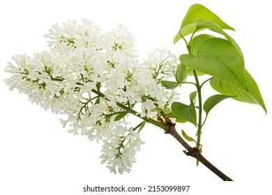 Flowers Of White Lilac, Isolated On White Background