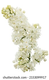 Flowers Of White Lilac, Isolated On White Background