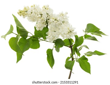 Flowers Of White Lilac, Isolated On White Background