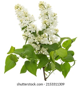 Flowers Of White Lilac, Isolated On White Background