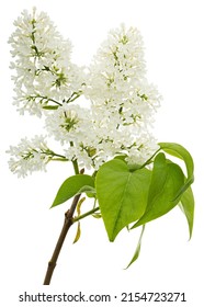 Flowers Of White Lilac, Isolated On White Background