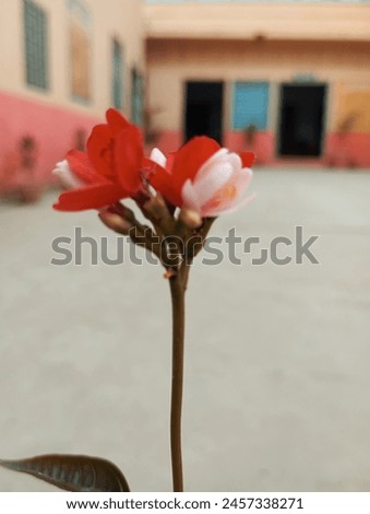 A flowers white and red  petals. Holding and hand.real flower