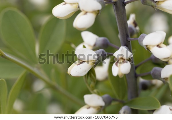 Flowers of a\
white wild indigo plant, Baptisia\
alba