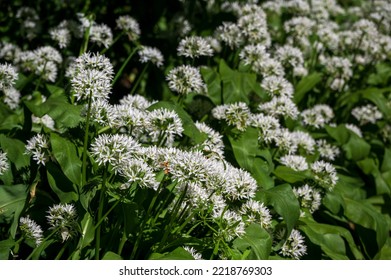 Flowers Of Wild Garlic, Allium Ursinum, Shanklin, Isle Of Wight, UK