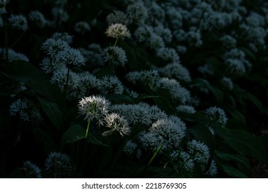 Flowers Of Wild Garlic, Allium Ursinum, Shanklin, Isle Of Wight, UK