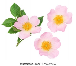 The Flowers Of Wild Rose Isolated On White, Top View.