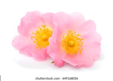 The Flowers Of Wild Rose Isolated On White Background.