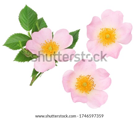 The flowers of wild rose isolated on white, top view.