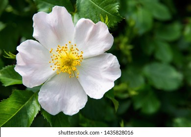 The Flowers Of Wild Rose Medicinal. Blooming Wild Rose Bush. Rose hip flowers close-up.