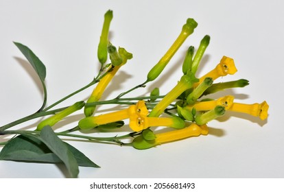 Flowers Of The Wild Tobacco Tree