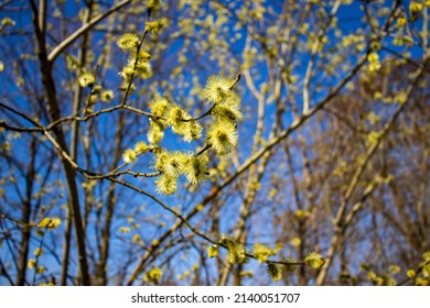 Flowers of the willow tree, commonly called cats in the Czech Republic. Jiva willow is a medium-tall tree from the willow family. Flowers in the sunlight.