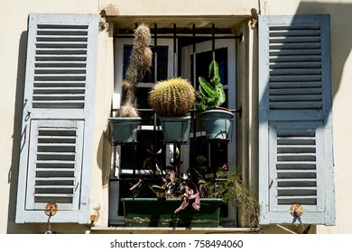 Flowers at the window